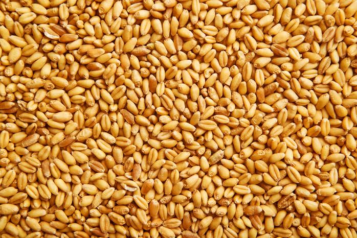 grain