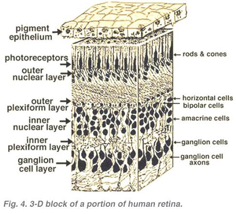 retina