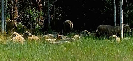 sheep