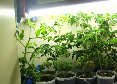 tomato plants
